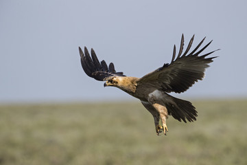 animal