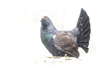 animal