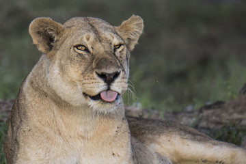 lion