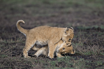 lion