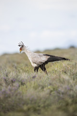 animal