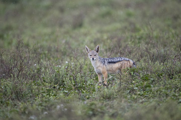 Animal