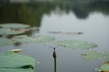  dragonfly and lotus