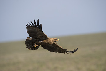 animal