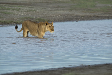 lion