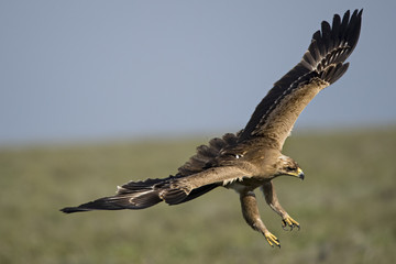 animal