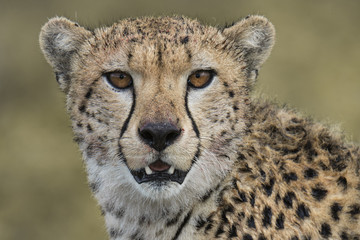 animal