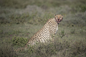 Animal