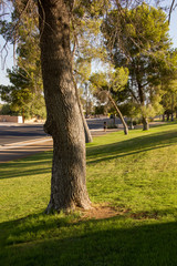 Obraz premium A Big Tree Near the Base of a Grassy Hill Grand and majestic trees live in Reid Park in beautiful Tucson. Here is the early morning splendor of lines of shadow of trees play across the grassy hills.