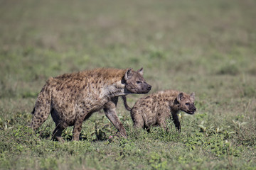 Animal