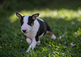 Tricolor puppy walking on green grass