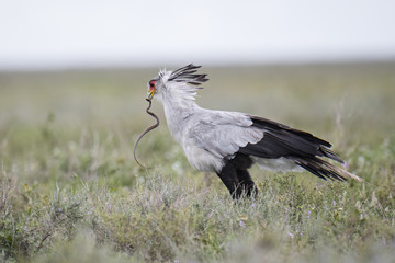 Animal