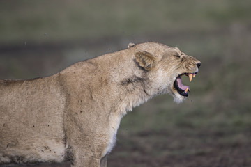 lion