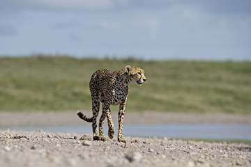 Animal