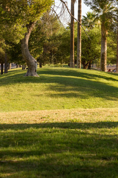 Line and Shadow on a Grassy Hill Amid Trees Grand and majestic trees live in Reid Park in beautiful Tucson. Here is the early morning splendor of lines of shadow of trees play across the grassy hills.
