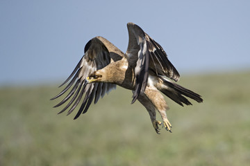 Animal
