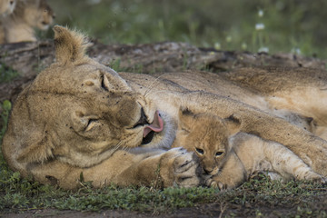 lion