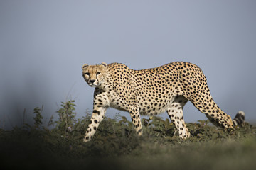 Animal