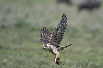 Animal