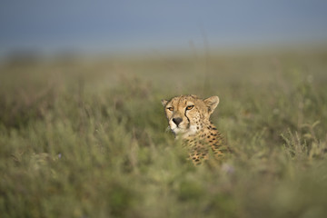 Animal
