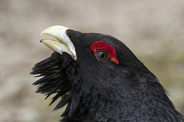 Animal