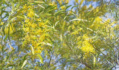 Australian bush scene with wattle flowers