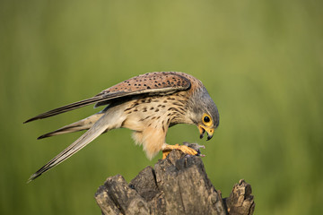 Animal