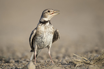 animal