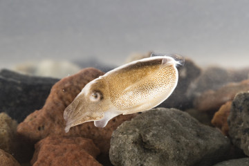 animal