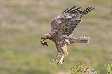 animal