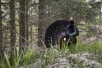 animal