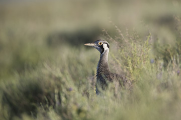 animal