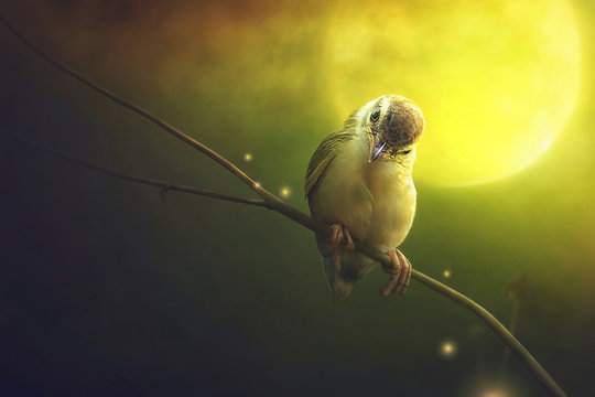 Bird is sitting on the tree branch in the moon light. (Bird Common Tailorbird) (Orthotomus sutorius)