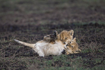 lion