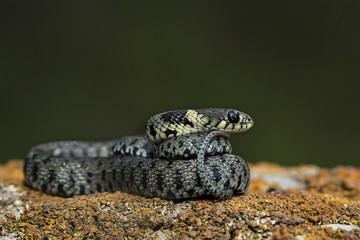 animal