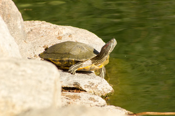Brave Little Turtle at the Beach Here's the brave little turtle. He looks like a painted turtle and...