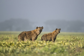 Fototapeta premium animal