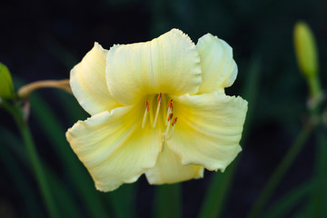 Fototapeta na wymiar yellow white lily flower garden dark background color floral blossom