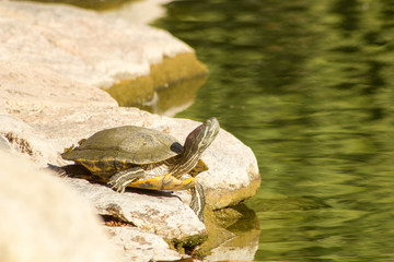 Brave Little Turtle at the Beach Here's the brave little turtle. He looks like a painted turtle and they are pretty common here in Tucson. He looks like the bravest turtle ever.