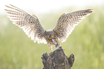 animal