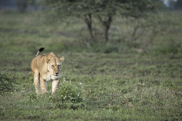 lion