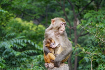Naklejka na ściany i meble baby monkey and her mother