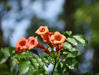 Orange flower 