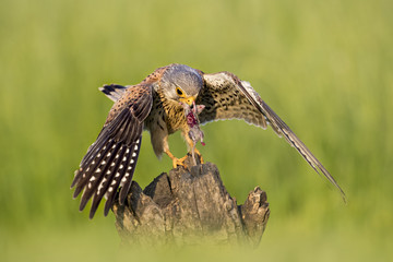 animal