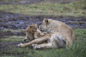 lion