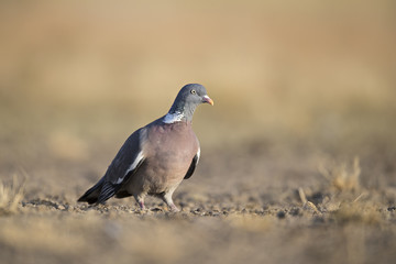 animal