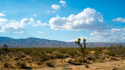 Joshua Tree