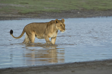 Obraz premium animal