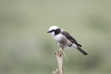 animal