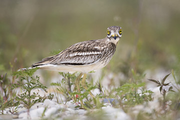 Animal